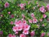 state wildflower--azalea:  link to tickets
